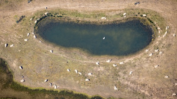 Aerial view, sheep at waterhole at Bergen Lake, lambs, lamb, Bislich, Wesel, Ruhr area, Lower Rhine, North Rhine-Westphalia, Germany