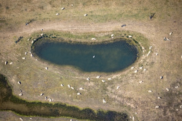 Aerial view, sheep at waterhole at Bergen Lake, lambs, lamb, Bislich, Wesel, Ruhr area, Lower Rhine, North Rhine-Westphalia, Germany