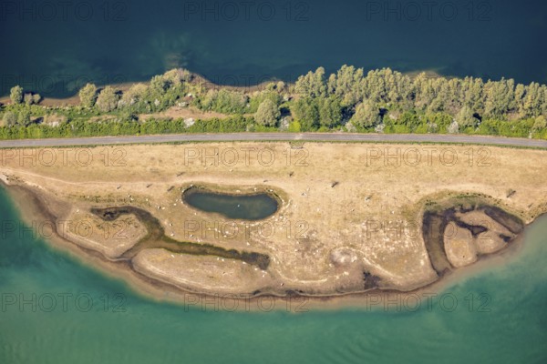 Aerial view, sheep at waterhole at Bergen Lake, lambs, lamb, Bislich, Wesel, Ruhr area, Lower Rhine, North Rhine-Westphalia, Germany
