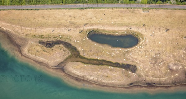 Aerial view, sheep at waterhole at Bergen Lake, lambs, lamb, Bislich, Wesel, Ruhr area, Lower Rhine, North Rhine-Westphalia, Germany