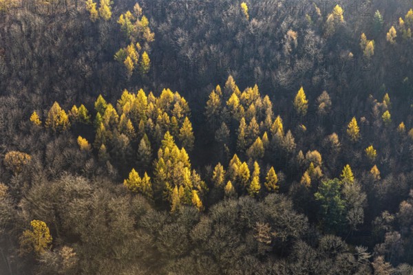 Aerial view, forest area, trees in autumn colours, weather, Ruhr area, North Rhine-Westphalia, Germany