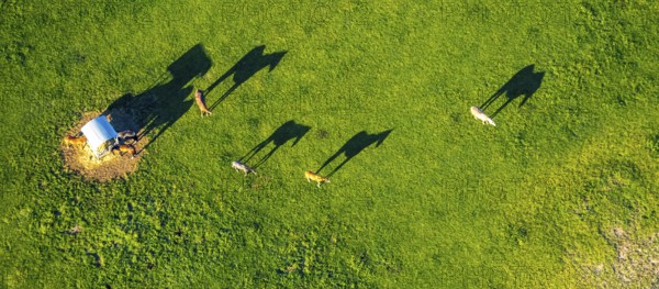 Aerial view, horses and feeding place on a green meadow, riding facility Stapelskotten, shapes and colours, Münster, Münsterland, North Rhine-Westphalia, Germany, Am Mooresch, DE, Europe, cows, aerial view, aerial photography, aerial photography, horses, shadow, overview, bird's eye view, meadows and fields, birds-eyes view, overview, shadow, long shadow, long shadow