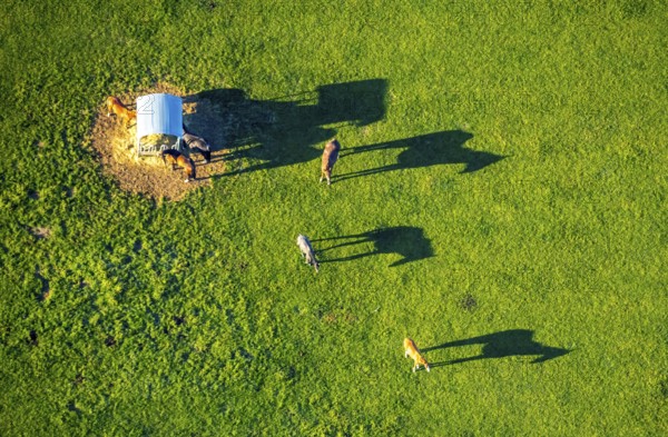Aerial view, horses and feeding place on a green meadow, riding facility Stapelskotten, shapes and colours, Münster, Münsterland, North Rhine-Westphalia, Germany, Am Mooresch, DE, Europe, cows, aerial view, aerial photography, aerial photography, horses, shadow, overview, bird's eye view, meadows and fields, birds-eyes view, overview, shadow, long shadow, long shadow
