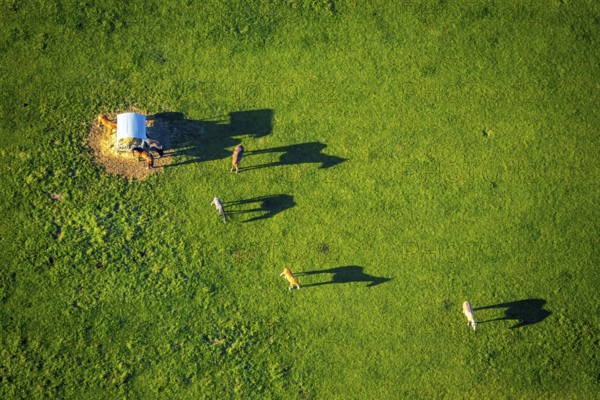 Aerial view, horses and feeding place on a green meadow, riding facility Stapelskotten, shapes and colours, Münster, Münsterland, North Rhine-Westphalia, Germany, Am Mooresch, DE, Europe, cows, aerial view, aerial photography, aerial photography, horses, shadow, overview, bird's eye view, meadows and fields, birds-eyes view, overview, shadow, long shadow, long shadow
