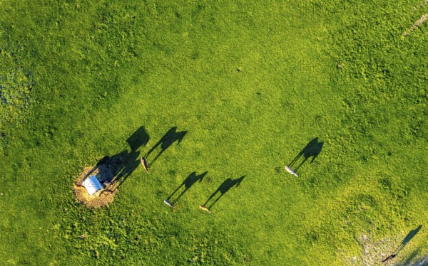 Aerial view, horses and feeding place on a green meadow, riding facility Stapelskotten, shapes and colours, Münster, Münsterland, North Rhine-Westphalia, Germany, Am Mooresch, DE, Europe, cows, aerial view, aerial photography, aerial photography, horses, shadow, overview, bird's eye view, meadows and fields, birds-eyes view, overview, shadow, long shadow, long shadow