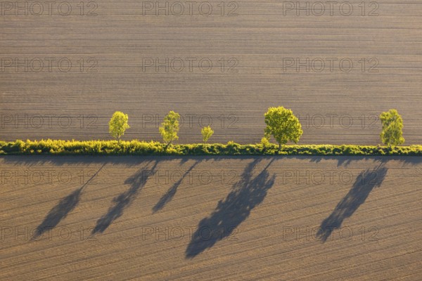 Aerial view, row of trees with shadow on a field, Münster, Münsterland, North Rhine-Westphalia, Germany, DE, Europe, green trees, aerial view, aerial photography, aerial photography, shadow casting, overview, bird's eye view, meadows and fields, birds-eyes view, overview