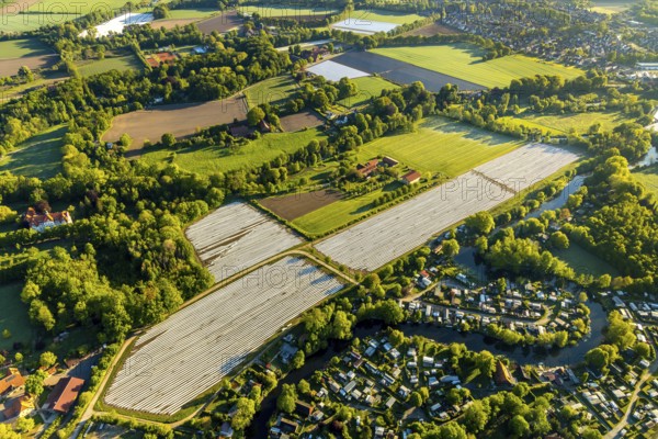Aerial view, asparagus fields, asparagus cultivation, Südmühlenweg, Kamillusweg, river Werse, Münster, Münsterland, North Rhine-Westphalia, Germany, DE, harvest, Europe, aerial view, aerial photography, aerial photography, overview, bird's eye view, birds-eyes view, overview
