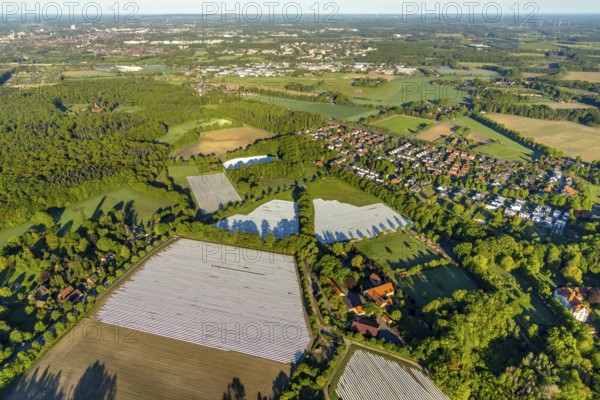 Aerial view, asparagus fields, asparagus cultivation, Südmühlenweg, Kamillusweg, Münster, Münsterland, North Rhine-Westphalia, Germany, DE, harvest, Europe, aerial view, aerial photography, aerial photography, overview, bird's-eye view, overview