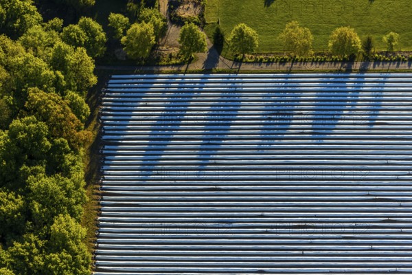 Aerial view, asparagus fields, asparagus cultivation, Südmühlenweg, Kamillusweg, Münster, Münsterland, North Rhine-Westphalia, Germany, DE, harvest, Europe, shapes and colours, aerial view, aerial photography, aerial photography, overview, bird's eye view, birds-eyes view, overview