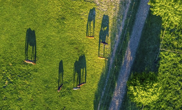 Aerial view, horses and feeding place on a green meadow, riding facility Stapelskotten, shapes and colours, Münster, Münsterland, North Rhine-Westphalia, Germany, Am Mooresch, DE, Europe, cows, aerial view, aerial photography, aerial photography, horses, shadow, overview, bird's eye view, meadows and fields, birds-eyes view, overview, shadow, long shadow, long shadow
