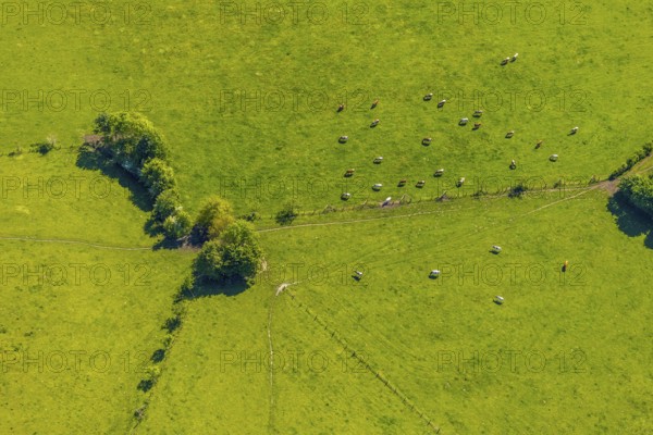 Aerial view, cows on green meadow, Münster, Münsterland, North Rhine-Westphalia, Germany, DE, Europe, shapes and colours, cows, aerial view, aerial photography, aerial photography, overview, bird's-eye view, birds-eyes view, overview