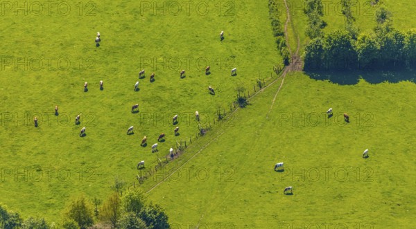 Aerial view, cows on green meadow, Münster, Münsterland, North Rhine-Westphalia, Germany, DE, Europe, shapes and colours, cows, aerial view, aerial photography, aerial photography, overview, bird's-eye view, birds-eyes view, overview