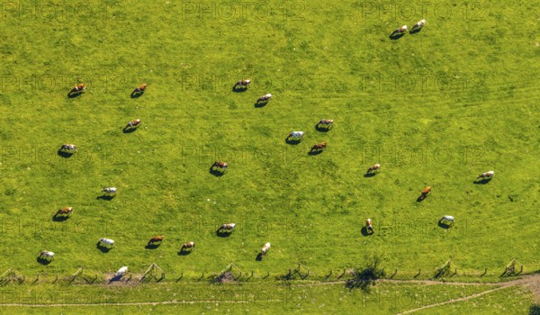 Aerial view, cows on green meadow, Münster, Münsterland, North Rhine-Westphalia, Germany, DE, Europe, shapes and colours, cows, aerial view, aerial photography, aerial photography, overview, bird's-eye view, birds-eyes view, overview