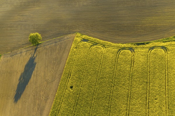 Aerial view, tree on field, shapes and colours, Telgte, Warendorf district, Münsterland, North Rhine-Westphalia, Germany, DE, Europe, aerial view, aerial photography, aerial photography, overview, bird's-eye view, meadows and fields, birds-eyes view, overview