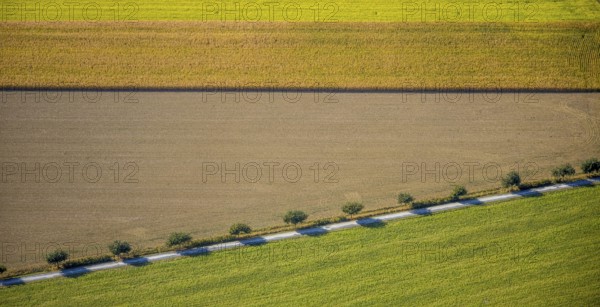 Aerial view, row of trees at the roadside, Krewinkel, Lippetal, Kreis Soest, North Rhine-Westphalia, Germany, row of trees, series of trees, DE, Europe, shapes and colours, Kreis-Soest-Buch, KreisSoestBuch, aerial view, aerial photography, aerial photography, shadow cast, overview, bird's-eye view, near Wiltroper Straße, overview
