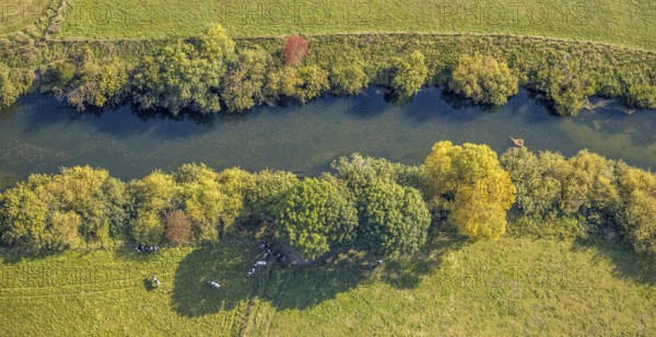Aerial view, Lippe floodplains, river Lippe, Herzfeld, Lippetal, district Soest, North Rhine-Westphalia, Germany, DE, Europe, shapes and colours, district Soest book, district Soest book, aerial view, aerial photography, aerial photography, overview, riparian area, riparian forestation, riparian vegetation, bird's-eye view, meadows and fields, birds-eyes view, grazing cows, overview