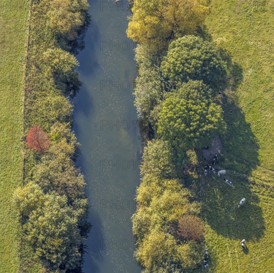 Aerial view, Lippe floodplains, river Lippe, Herzfeld, Lippetal, district Soest, North Rhine-Westphalia, Germany, DE, Europe, shapes and colours, district Soest book, district Soest book, aerial view, aerial photography, aerial photography, overview, riparian area, riparian forestation, riparian vegetation, bird's-eye view, meadows and fields, birds-eyes view, grazing cows, overview