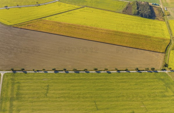 Aerial view, row of trees at the roadside, Krewinkel, Lippetal, Kreis Soest, North Rhine-Westphalia, Germany, row of trees, series of trees, DE, Europe, shapes and colours, Kreis-Soest-Buch, KreisSoestBuch, aerial view, aerial photography, aerial photography, shadow cast, overview, bird's-eye view, near Wiltroper Straße, overview