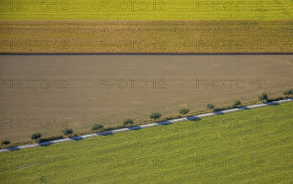 Aerial view, row of trees at the roadside, Krewinkel, Lippetal, Kreis Soest, North Rhine-Westphalia, Germany, row of trees, series of trees, DE, Europe, shapes and colours, Kreis-Soest-Buch, KreisSoestBuch, aerial view, aerial photography, aerial photography, shadow cast, overview, bird's-eye view, near Wiltroper Straße, overview