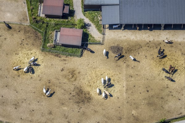 Aerial view, Elspe-Festival-Gelände, Zur Naturbühne, Lennestadt, Sauerland, North Rhine-Westphalia, Germany, DE, Europe, event location, Karl-May Festival, culture, art, aerial photography, aerial photography, aerial photography, horses, overview, events, venue, event location, bird's eye view, birds-eyes view, overview