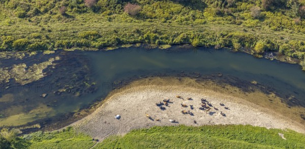 Aerial view, nature reserve Lippeaue, river Lippe, Benninghausen, Lippstadt, district Soest, North Rhine-Westphalia, Germany, Benninghauser Heide, DE, Europe, Göttinger Straße, district Soest-Buch, district Soest-Buch, cultural landscape, aerial view, aerial photography, aerial photography, NSG Lippeaue, nature conservation, nature reserve, sandbank, overview, riparian forestation, bird's-eye view, overview, resting cows