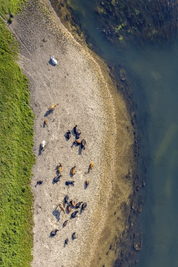 Aerial view, nature reserve Lippeaue, river Lippe, Benninghausen, Lippstadt, district Soest, North Rhine-Westphalia, Germany, Benninghauser Heide, DE, Europe, Göttinger Straße, district Soest-Buch, district Soest-Buch, cultural landscape, aerial view, aerial photography, aerial photography, NSG Lippeaue, nature conservation, nature reserve, sandbank, overview, riparian forestation, bird's-eye view, overview, resting cows