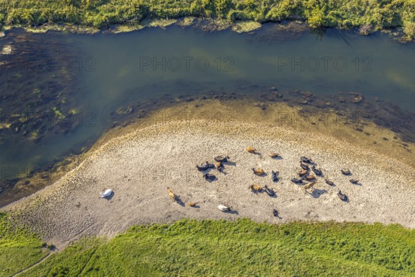 Aerial view, nature reserve Lippeaue, river Lippe, Benninghausen, Lippstadt, district Soest, North Rhine-Westphalia, Germany, Benninghauser Heide, DE, Europe, Göttinger Straße, district Soest-Buch, district Soest-Buch, cultural landscape, aerial view, aerial photography, aerial photography, NSG Lippeaue, nature conservation, nature reserve, sandbank, overview, riparian forestation, bird's-eye view, overview, resting cows