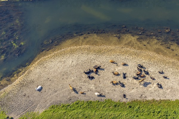 Aerial view, nature reserve Lippeaue, river Lippe, Benninghausen, Lippstadt, district Soest, North Rhine-Westphalia, Germany, Benninghauser Heide, DE, Europe, Göttinger Straße, district Soest-Buch, district Soest-Buch, cultural landscape, aerial view, aerial photography, aerial photography, NSG Lippeaue, nature conservation, nature reserve, sandbank, overview, riparian forestation, bird's-eye view, overview, resting cows