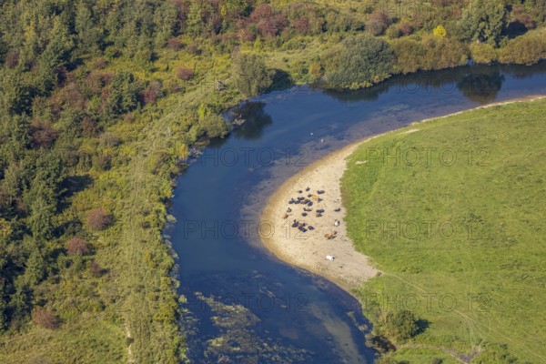 Aerial view, nature reserve Lippeaue, river Lippe, Benninghausen, Lippstadt, district Soest, North Rhine-Westphalia, Germany, Benninghauser Heide, DE, Europe, Göttinger Straße, district Soest-Buch, district Soest-Buch, cultural landscape, aerial view, aerial photography, aerial photography, NSG Lippeaue, nature conservation, nature reserve, sandbank, overview, riparian forestation, bird's-eye view, overview, resting cows