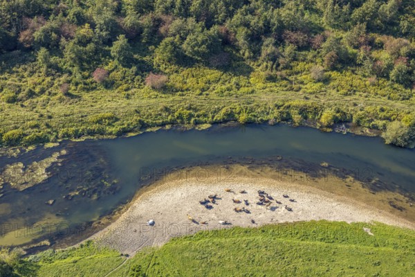 Aerial view, nature reserve Lippeaue, river Lippe, Benninghausen, Lippstadt, district Soest, North Rhine-Westphalia, Germany, Benninghauser Heide, DE, Europe, Göttinger Straße, district Soest-Buch, district Soest-Buch, cultural landscape, aerial view, aerial photography, aerial photography, NSG Lippeaue, nature conservation, nature reserve, sandbank, overview, riparian forestation, bird's-eye view, overview, resting cows