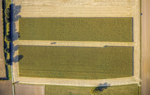 Aerial view, meadows and fields, harvest time, Herzfeld, Lippetal, Kreis Soest, North Rhine-Westphalia, Germany, tree row, DE, Europe, Kreis-Soest-Buch, KreisSoestBuch, aerial view, aerial photography, aerial photography, shadow casting, tractor, overview, bird's-eye view, overview