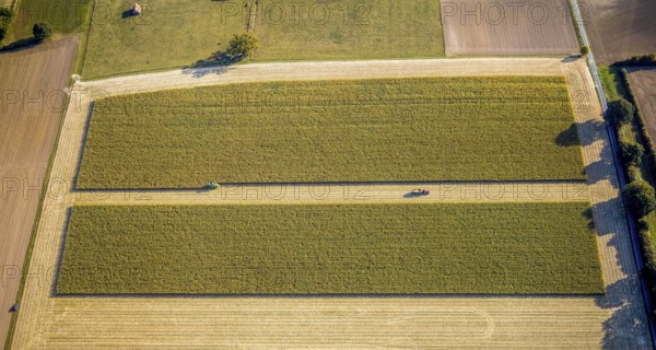 Aerial view, meadows and fields, harvest time, Herzfeld, Lippetal, Kreis Soest, North Rhine-Westphalia, Germany, DE, Europe, Kreis-Soest-Buch, KreisSoestBuch, aerial view, aerial photography, aerial photography, tractor, overview, bird's-eye view, overview