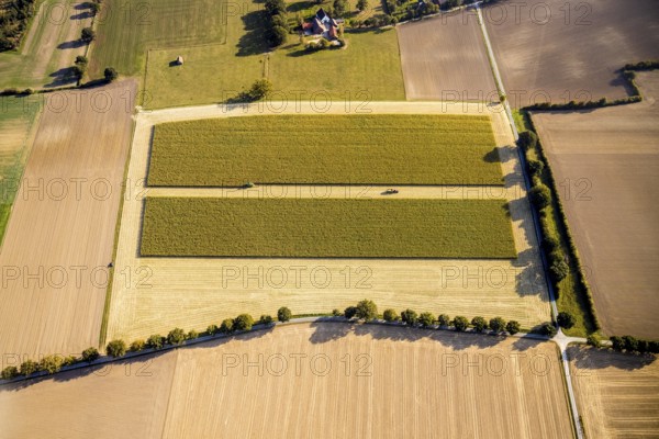 Aerial view, meadows and fields, harvest time, Herzfeld, Lippetal, Kreis Soest, North Rhine-Westphalia, Germany, row of trees at the roadside, DE, Europe, Kreis-Soest-Buch, KreisSoestBuch, aerial view, aerial photography, aerial photography, shadow casting, tractor, overview, bird's-eye view, overview