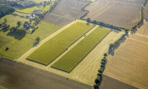 Aerial view, meadows and fields, harvest time, Herzfeld, Lippetal, Kreis Soest, North Rhine-Westphalia, Germany, row of trees at the roadside, DE, Europe, Kreis-Soest-Buch, KreisSoestBuch, aerial view, aerial photography, aerial photography, shadow casting, tractor, overview, bird's-eye view, overview