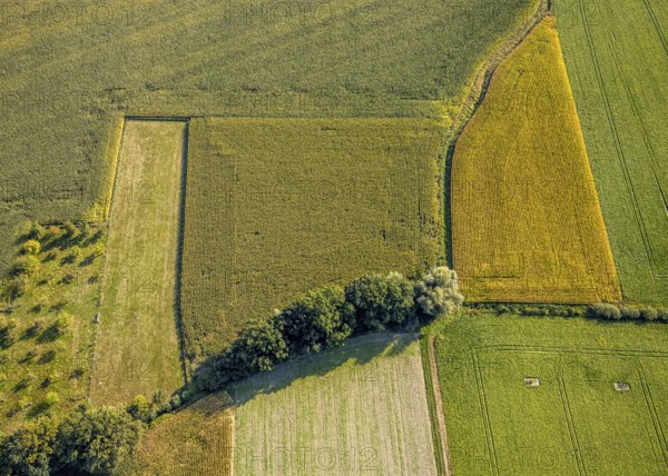 Aerial view, meadows and fields with row of trees, Herringhausen, Lippstadt, Kreis Soest, North Rhine-Westphalia, Germany, tree avenue, tree series, DE, Europe, shapes and colours, Kreis-Soest-Buch, KreisSoestBuch, aerial view, aerial photography, aerial photography, overview, bird's-eye view, meadows and fields, birds-eyes view, overview