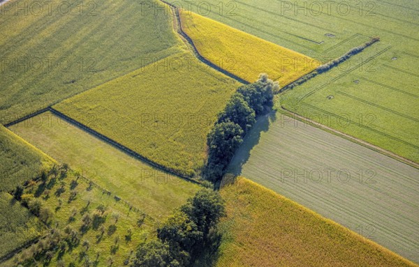 Aerial view, meadows and fields with row of trees, Herringhausen, Lippstadt, Kreis Soest, North Rhine-Westphalia, Germany, tree avenue, tree series, DE, Europe, shapes and colours, Kreis-Soest-Buch, KreisSoestBuch, aerial view, aerial photography, aerial photography, overview, bird's-eye view, meadows and fields, birds-eyes view, overview