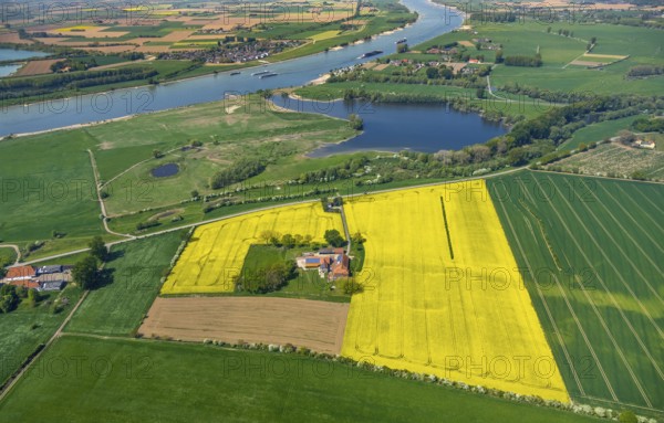 Aerial view, river Rhine, farmstead in rape field, Reeserward, lake in nature reserve Grietherorter Altrhein, Rees, Lower Rhine, North Rhine-Westphalia, Germany, farm, DE, Europe, shapes and colours, yellow rape field, agricultural fields, aerial view, aerial photography, aerial photography, nature conservation, nature reserve, shipping, overview, bird's eye view, birds-eyes view, overview