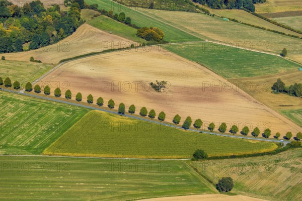 Aerial view, tree row at the roadside, Schieder-Schwalenberg, OWL, Ostwestfalen-Lippe, East Westphalia, North Rhine-Westphalia, Germany, tree, tree in the field, tree avenue, tree row, tree series, DE, Europe, country road L886, aerial view, aerial photography, aerial photography, OWL book, OWL book, overview, bird's-eye view, meadows and fields, birds-eyes view, overview