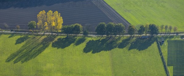 Aerial view, tree avenue, meadows and fields, Schermbeck, Ruhr area, North Rhine-Westphalia, Germany, DE, Europe, autumn colours, aerial view, aerial photography, aerial photography, shadow casting, overview, bird's eye view, birds-eyes view, overview