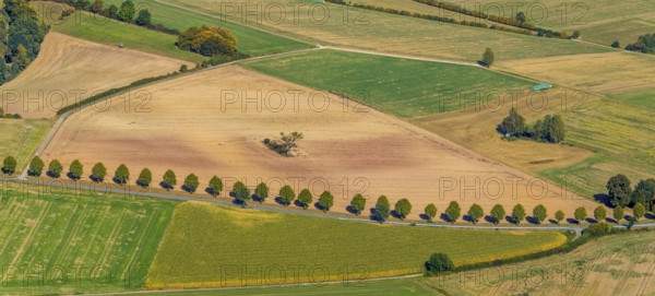 Aerial photo, tree row at the roadside, Schieder-Schwalenberg, OWL, Ostwestfalen-Lippe, East Westphalia, North Rhine-Westphalia, Germany, tree, tree in the field, tree avenue, tree row, tree series, DE, Europe, country road L886, aerial photo, aerial photography, aerial photography, OWL book, OWL book, panoramic photo, overview, bird's-eye view, meadows and fields, birds-eyes view, overview