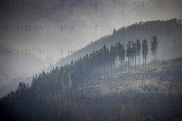 Aerial view, hilltop in fog, forest damage, Bödefeld, Schmallenberg, Sauerland, North Rhine-Westphalia, Germany, bark beetle, DE, Europe, shapes and colours, hilly landscape, aerial view, aerial photography, aerial photography, overview, bird's-eye view, forest, forest area, forest dieback, birds-eyes view, overview