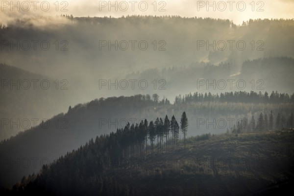 Aerial view, hilltop in fog, forest damage, Bödefeld, Schmallenberg, Sauerland, North Rhine-Westphalia, Germany, bark beetle, DE, Europe, shapes and colours, hilly landscape, aerial view, aerial photography, aerial photography, overview, bird's-eye view, forest, forest area, forest dieback, birds-eyes view, overview