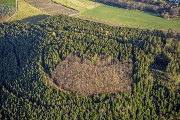 Aerial photo, hilltop, forest damage, Bödefeld, Westernbödefeld, Schmallenberg, Sauerland, North Rhine-Westphalia, Germany, bark beetle, DE, Europe, aerial photo, aerial photography, aerial photography, overview, bird's-eye view, forest, forest area, forest dieback, birds-eyes view, overview