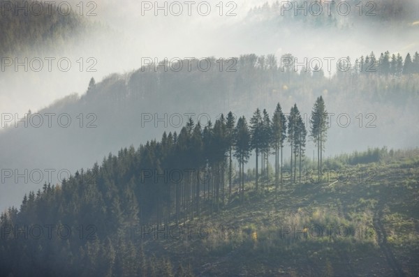 Aerial view, hilltop in fog, forest damage, Bödefeld, Schmallenberg, Sauerland, North Rhine-Westphalia, Germany, bark beetle, DE, Europe, shapes and colours, hilly landscape, aerial view, aerial photography, aerial photography, overview, bird's-eye view, forest, forest area, forest dieback, birds-eyes view, overview