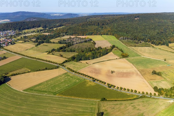 Aerial view, tree row at the roadside, Schieder-Schwalenberg, OWL, Ostwestfalen-Lippe, East Westphalia, North Rhine-Westphalia, Germany, tree, tree in the field, tree avenue, tree row, tree series, DE, Europe, distant view, country road L886, aerial view, aerial photography, aerial photography, OWL book, OWL book, overview, bird's-eye view, meadows and fields, birds-eyes view, overview