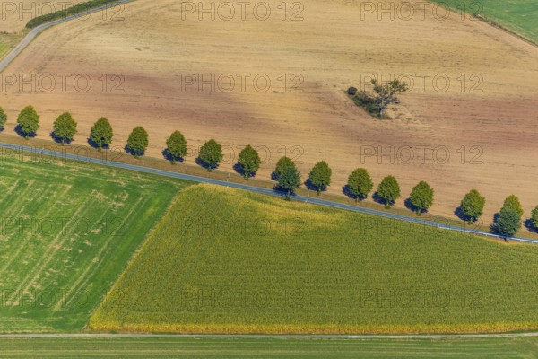 Aerial view, tree row at the roadside, Schieder-Schwalenberg, OWL, Ostwestfalen-Lippe, East Westphalia, North Rhine-Westphalia, Germany, tree, tree in the field, tree avenue, tree row, tree series, DE, Europe, country road L886, aerial view, aerial photography, aerial photography, OWL book, OWL book, overview, bird's-eye view, meadows and fields, birds-eyes view, overview