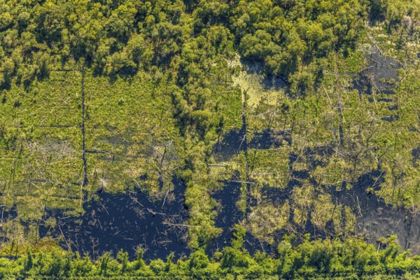 Aerial view, Venner Moor nature reserve, Dortmund-Ems canal, forest damage, Senden, Münsterland, North Rhine-Westphalia, Germany, DE, Europe, distant view, farmsteads, canal, LSG, landscape conservation area, aerial photograph, aerial photography, aerial photography, NSG, nature conservation, nature reserve, overview, environmental protection, bird's eye view, forest, forest area, meadows and fields, birds-eyes view, overview