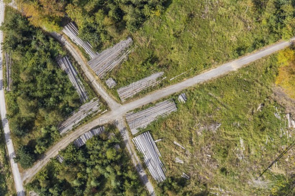 Aerial view, cleared forest areas, Waldemei, Menden, Sauerland, Märkischer Kreis, North Rhine-Westphalia, Germany, tree trunks, DE, Europe, shapes and colours, cross shape, crossing, aerial photograph, aerial photography, aerial photography, overview, bird's eye view, forest pieces, forest path, birds-eyes view, cleared trees, overview, timber camp, path crossing, path crossing, forest path crossing, forestry, symmetrical crossing, shapes, graphic
