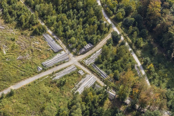 Aerial view, cleared forest areas, Waldemei, Menden, Sauerland, Märkischer Kreis, North Rhine-Westphalia, Germany, tree trunks, DE, Europe, shapes and colours, cross shape, crossing, aerial photograph, aerial photography, aerial photography, overview, bird's eye view, forest pieces, forest path, birds-eyes view, cleared trees, overview, timber camp, path crossing, path crossing, forest path crossing, forestry, symmetrical crossing, shapes, graphic
