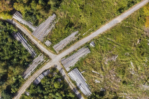 Aerial view, cleared forest areas, Waldemei, Menden, Sauerland, Märkischer Kreis, North Rhine-Westphalia, Germany, tree trunks, DE, Europe, shapes and colours, cross shape, crossing, aerial photograph, aerial photography, aerial photography, overview, bird's eye view, forest pieces, forest path, birds-eyes view, cleared trees, overview, timber camp, path crossing, path crossing, forest path crossing, forestry, symmetrical crossing, shapes, graphic